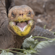 Illustration for article titled After Saving a Species Through Sheer Horniness, This Tortoise is Heading Home